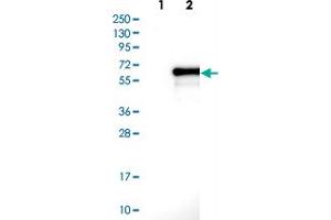 Western blot analysis of Lane 1: Negative control (vector only transfected HEK293T lysate). (EMID1 抗体)