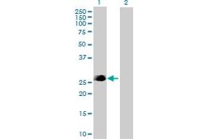 Western Blot analysis of FADD expression in transfected 293T cell line by FADD MaxPab polyclonal antibody. (FADD 抗体  (AA 1-208))