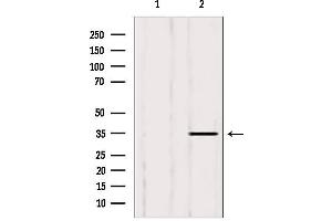Western blot analysis of extracts from 293, using LDHB antibody. (LDHB 抗体  (N-Term))