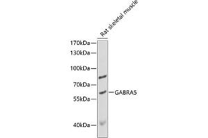 Western blot analysis of extracts of rat skeletal muscle, using G antibody (ABIN6131681, ABIN6140909, ABIN6140911 and ABIN6218179) at 1:1000 dilution. (GABRA5 抗体  (AA 32-259))