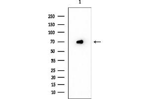 anti-Solute Carrier Organic Anion Transporter Family, Member 1A2 (SLCO1A2) (Internal Region) antibody