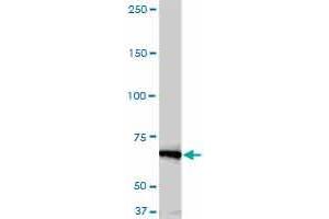 Western Blotting (WB) image for anti-NIMA (Never In Mitosis Gene A)-Related Kinase 11 (NEK11) (AA 1-483) antibody (ABIN599307) (NEK11 抗体  (AA 1-483))