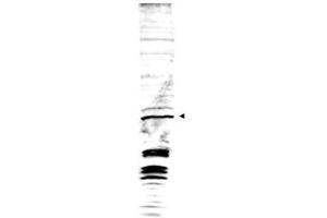 Western blot analysis is shown using  Affinity Purified anti-Swi6 antibody to detect endogenous protein present in S. (Swi6 (AA 314-328) 抗体)