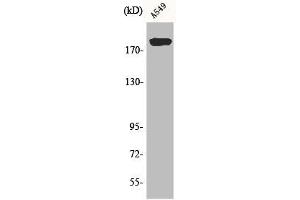 ARFGEF2 抗体  (C-Term)