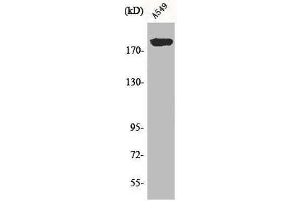 ARFGEF2 抗体  (C-Term)