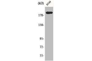 Western Blot analysis of A549 cells using BIG2 Polyclonal Antibody (ARFGEF2 抗体  (C-Term))