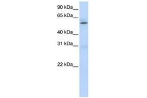Image no. 1 for anti-Protein Arginine Methyltransferase 3 (PRMT3) (AA 432-481) antibody (ABIN6740658) (PRMT3 抗体  (AA 432-481))