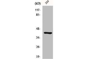 Western Blot analysis of 293 cells using Ethanolamine kinase 2 Polyclonal Antibody (Ethanolamine Kinase 2 抗体  (Internal Region))