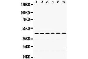 Western Blotting (WB) image for anti-ARC (AA 332-366), (C-Term) antibody (ABIN3043525) (ARC (AA 332-366), (C-Term) 抗体)