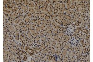 ABIN6279282 at 1/100 staining Mouse kidney tissue by IHC-P. (CDR1 抗体  (N-Term))