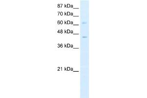 WB Suggested Anti-ZBTB3 Antibody Titration:  0. (ZBTB3 抗体  (N-Term))