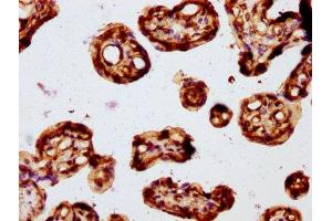 IHC image of ABIN7153183 diluted at 1:194 and staining in paraffin-embedded human placenta tissue performed on a Leica BondTM system.