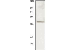 Western blot analysis A549 (lung carcinoma) cell lysate was resolved by SDS-PAGE, transferred to PVDF membrane and probed with anti-human LYVE-1 antibody (1:500). (LYVE1 抗体  (AA 25-235))