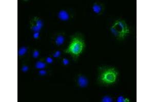Anti-EFNA2 mouse monoclonal antibody (ABIN2452972) immunofluorescent staining of COS7 cells transiently transfected by pCMV6-ENTRY EFNA2 (RC213728). (Ephrin A2 抗体)