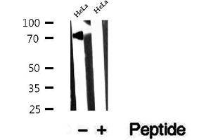 Western blot analysis of extracts of HeLa cells, using NUFIP1 antibody. (NUFIP1 抗体  (Internal Region))