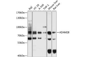 Western blot analysis of extracts of various cell lines, using  antibody (ABIN6132167, ABIN6136531, ABIN6136532 and ABIN6225029) at 1:1000 dilution. (ADAM28 抗体  (AA 199-440))