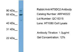 WB Suggested Anti-NT5DC2  Antibody Titration: 0.