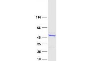 Western Blotting (WB) image for Armadillo Repeat Containing 6 (ARMC6) protein (Myc-DYKDDDDK Tag) (ABIN2714924)
