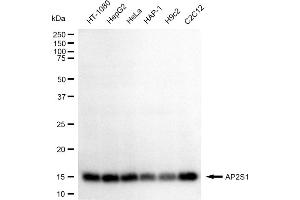 Western blotting analysis using AP2S1 antibody (ABIN7797510). (Recombinant AP2S1 抗体)