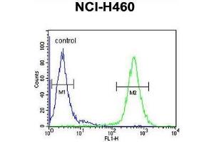 Flow Cytometry (FACS) image for anti-Acyl-CoA Dehydrogenase Family, Member 10 (ACAD10) (AA 396-425), (Middle Region) antibody (ABIN950222)