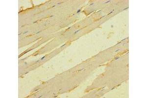 Immunohistochemistry of paraffin-embedded human skeletal muscle tissue using ABIN7173277 at dilution of 1:100 (TMEM82 抗体  (AA 168-202))