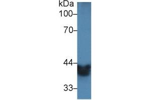 Western Blot; Sample: Mouse Small intestine lysate; Primary Ab: 2µg/ml Rabbit Anti-Mouse ADH1 Antibody Second Ab: 0. (ADH1 抗体  (AA 25-228))