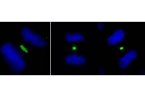 Immunofluorescence (IF) image for anti-Polo-Like Kinase 1 (PLK1) (AA 325-375) antibody (ABIN7453390) (PLK1 抗体  (AA 325-375))