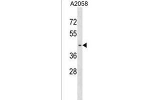 PNA Antibody (N-term) (ABIN1539448 and ABIN2850280) western blot analysis in  cell line lysates (35 μg/lane). (PNMA6A 抗体  (N-Term))