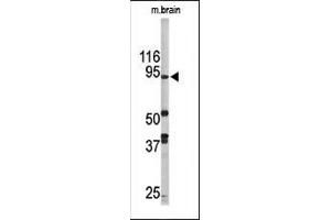 Western blot analysis of anti-LSD1 Pab (ABIN388021 and ABIN2845463) in mouse brain tissue lysate (35 μg/lane). (LSD1 抗体  (N-Term))