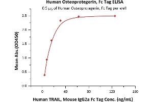 Immobilized Human Osteoprotegerin, Fc Tag (ABIN2181850,ABIN2181849) at 5 μg/mL (100 μL/well) can bind Human TRAIL, Mouse IgG2a Fc Tag (ABIN6933657,ABIN6938881) with a linear range of 4-16 ng/mL (QC tested). (Osteoprotegerin Protein (AA 22-401) (Fc Tag))
