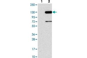 Western blot analysis of Lane 1: Negative control (vector only transfected HEK293T lysate). (FAM186B 抗体)