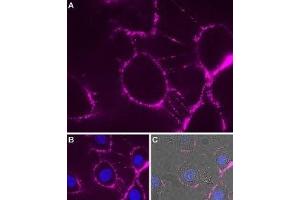 Expression of P2RX7 in rat brain glioma (C6) cells - Cell surface detection of P2RX7 in intact living rat C6 cells. (P2RX7 抗体  (Extracellular Loop) (Atto 633))