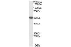 Antibody (1µg/ml) staining of Human Pancreas lysate (35µg protein in RIPA buffer). (MON1A 抗体  (Internal Region))