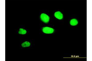 Immunofluorescence (IF) image for anti-Zinc Finger Protein 207 (ZNF207) (AA 1-110) antibody (ABIN563457)