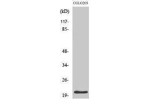 Western Blotting (WB) image for anti-Cyclin-Dependent Kinase Inhibitor 1A (p21, Cip1) (CDKN1A) (Ser232) antibody (ABIN3176705) (p21 抗体  (Ser232))