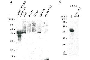 Western blot analysis using anti-caspase-12 (mouse), mAb (12G6)  detecting, A) endogenous caspase-12 in mouse lung, liver, spleen and pancreas, and B) pro-caspase-12 in mouse MEF’s. (Caspase 12 抗体  (AA 183-205))