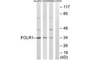 Western blot analysis of extracts from K562/LOVO/HuvEc cells, using FOLR1 Antibody.
