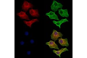 ABIN6264455 and ABIN6273151 staining Hela cells by IF/ICC. (Peroxiredoxin 5 抗体  (C-Term))