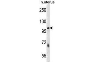SULF2 Antibody (C-term) western blot analysis in human normal Uterus cell line lysates (35µg/lane). (SULF2 抗体  (C-Term))