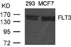 Image no. 1 for anti-Fms-Related tyrosine Kinase 3 (FLT3) (AA 589-593) antibody (ABIN401557) (FLT3 抗体  (AA 589-593))