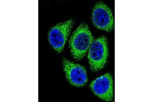 Confocal immunofluorescent analysis of DEK Antibody (C-term) (ABIN653133 and ABIN2842710) with Hela cell followed by Alexa Fluor 488-conjugated goat anti-rabbit lgG (green). (DEK 抗体  (C-Term))