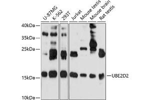 Western blot analysis of extracts of various cell lines, using UBE2D2 antibody (ABIN6130768, ABIN6149789, ABIN6149790 and ABIN6214999) at 1:1000 dilution. (UBE2D2 抗体  (AA 1-147))