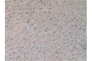 IHC-P analysis of Human Liver Tissue, with DAB staining. (GDF2 抗体  (AA 32-427))