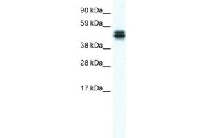 Western Blotting (WB) image for anti-MPN Domain Containing (MPND) antibody (ABIN2461515) (MPND 抗体)