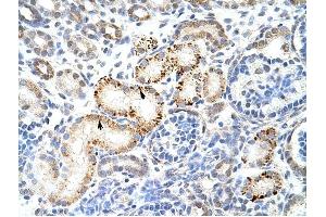 HNRPK antibody was used for immunohistochemistry at a concentration of 4-8 ug/ml to stain Epithelial cells of renal tubule (arrows) in Human Kidney. (HNRNPK 抗体  (N-Term))