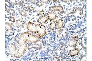HNRPK antibody was used for immunohistochemistry at a concentration of 4-8 ug/ml to stain Epithelial cells of renal tubule (arrows) in Human Kidney. (HNRNPK 抗体  (N-Term))