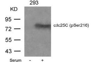 Image no. 3 for anti-Cell Division Cycle 25 Homolog C (S. Pombe) (CDC25C) (pSer216) antibody (ABIN196818) (CDC25C 抗体  (pSer216))