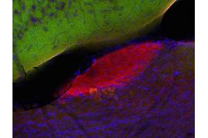 Immunohistochemistry (IHC) image for anti-Amyloid beta (A4) Precursor Protein-Binding, Family A, Member 1 (APBA1) (AA 2-265) antibody (ABIN1742315)