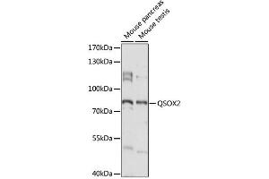 Western blot analysis of extracts of various cell lines, using QSOX2 antibody (ABIN6293741) at 1:1000 dilution. (QSOX2 抗体)