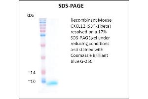 SDS-PAGE (SDS) image for Stromal Cell Derived Factor 1 beta (SDF1b) (Active) protein (ABIN5509389) (SDF1 beta 蛋白)